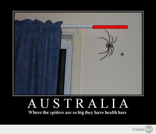 Множество пауков из Австралии 