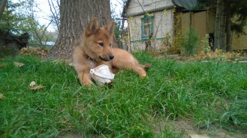 А у меня есть вот такой зверь породы карело-финская лайка.
На фото ему 2,5 месяца.