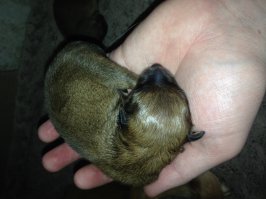 Новорожденный...