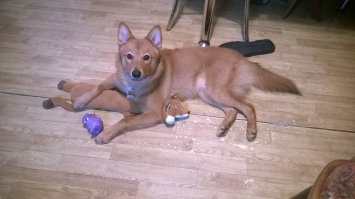 Карело-финская лайка. 1,5 месяца и полгода.