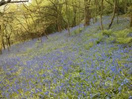 у нас тоже так колокольчики цветут. очень очень красиво! жаль только что быстро отцветают.