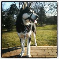 Фотографии наших животных