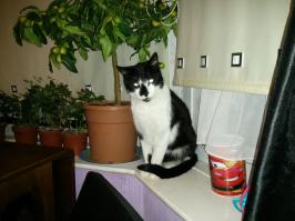 Фотографии наших животных