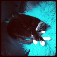 Фотографии наших животных