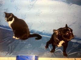 Мои чернобелые друганы. Че то поссорились.
Собак умер уже 
Не живут долго бульдожки...