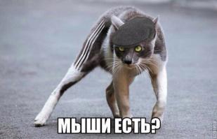 КОТ...с вокзала.