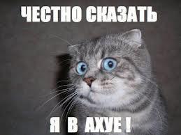 Домик для мамы и её котёнка