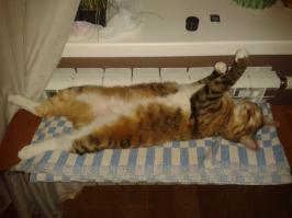 Моя вот так прется.