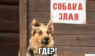 Злая собака :))