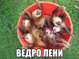  Эти забавные животные!
