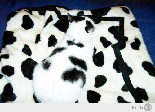 Как умеют прятаться коты