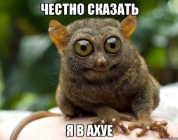 Кот купается с рыбой