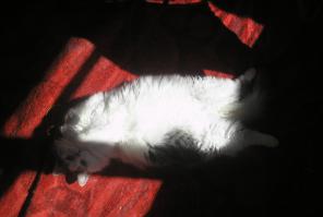 Ну просто нельзя не погладить, но хрен погладишь-капкан с когтями!