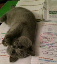 Оо какой милый, рисунок фосфолипидного слоя клеточной мембраны!