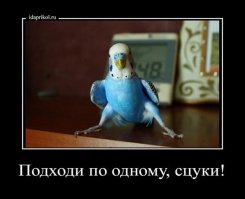 Смешные комментарии из социальных сетей 17.02.15