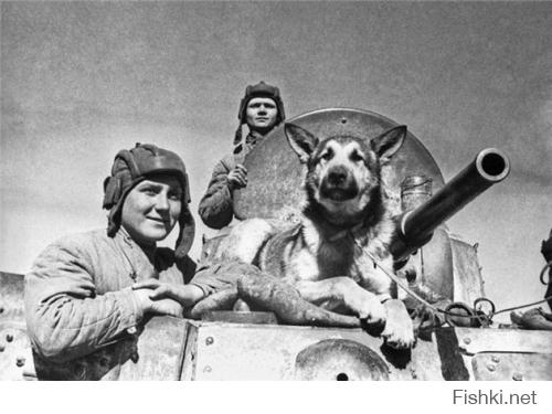 У нас они тоже герои, но так не хоронят.

Джульбарс

Победа в Великой Отечественной Войне заслуга не только людей, маленькая ее часть -  это старания четвероногих друзей – собак, которые отчаянно и бесстрашно сражались на линии фронта. Где только они не несли службу, были и собаки – миноискатели, и собаки – диверсанты, и собаки – связисты, и собаки – санитары, и ездовые собаки. Но особенно отличилась собака-миноискатель по кличке Джульбарс, которая служила в четырнадцатой штурмовой инженерно-саперной бригаде. Джульбарс принимал участие в разминировании  замков Праги, соборов Вены и дворцов над Дунаем, он нашел более 7468 мин и 150 снарядов. Джульбарс поистине собака-герой, которая с первого до последнего дня войны преданно несла свою службу. Джульбарс принял участие в параде Победы на Красной Площади в 1945 году. Собака была ранена и не могла идти самостоятельно, тогда Иосиф Сталин, который много слышал о подвигах пса, приказал сшить для нее из кителя что-то вроде лотка, в котором собаку пронес по Красной Площади командир 37-го батальона разминирования. За свой героизм Джульбарс был награжден медалью за «Боевые заслуги».