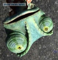 Фишки тоже пошутили . Теперь картинки вот так постить надо чтоб монитор не вертеть