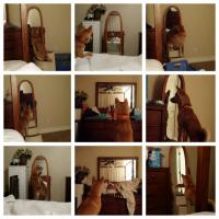 Собака-любовака?