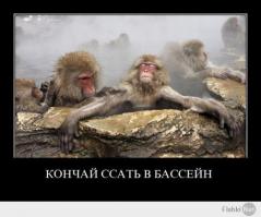 Животные принимающие ванну - самая милая вещь в мире