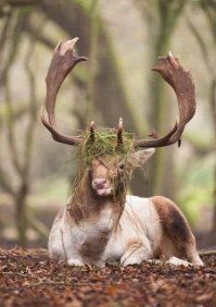 Животные, которые любят фотографироваться 