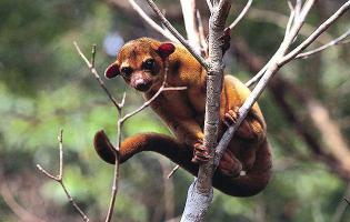 Кинкажу́[1] (лат. Potos flavus) — хищное млекопитающее из семейства енотовых, обитающее в Центральной и Южной Америке. Вид выделяется в монотипный род Potos