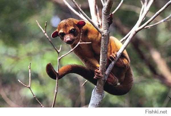 Кинкажу́[1] (лат. Potos flavus) — хищное млекопитающее из семейства енотовых, обитающее в Центральной и Южной Америке. Вид выделяется в монотипный род Potos
