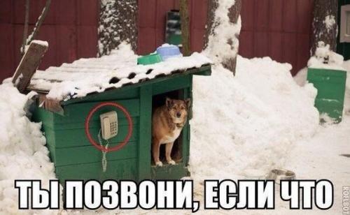 жил был пес))