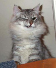 Крузак подмигнул правым глазом