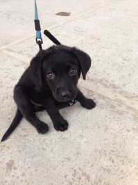 Лайма 1 месяц тогда, сейчас 8 месяцев)собака барабака не боящаяся -46 градусные морозы, любитель снега,пластиковых бутылок и картона))