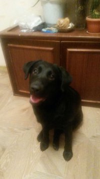 Лайма 1 месяц тогда, сейчас 8 месяцев)собака барабака не боящаяся -46 градусные морозы, любитель снега,пластиковых бутылок и картона))