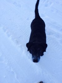 Лайма 1 месяц тогда, сейчас 8 месяцев)собака барабака не боящаяся -46 градусные морозы, любитель снега,пластиковых бутылок и картона))