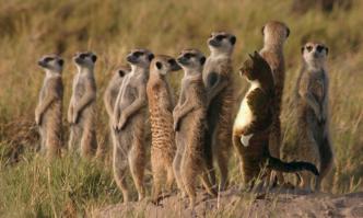 7 глазоразминательных фото «Найди кота» 