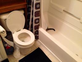 7 глазоразминательных фото «Найди кота» 