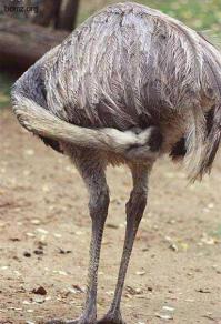 Мастера маскировки