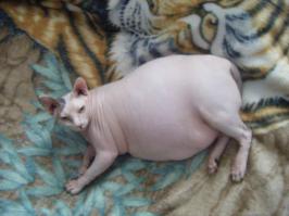 Стильные кошки, которые заставят вас почувствовать себя немодными 