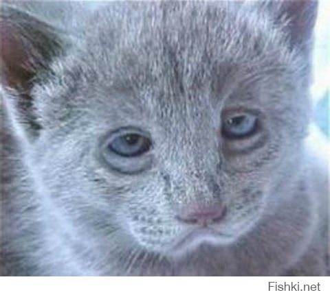 Животные после праздников