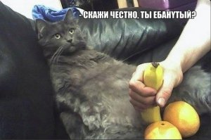 27 котов, которые любят сидеть  по-человечески