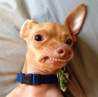 Собаки, которые любят своего хозяина больше всего на свете