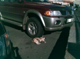 Все нормально!
Я просто сплю...