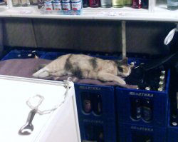 -Бутылочку Балтики можно?
-Вам холодную?
-Ну не май месяц, можно из того ящика?