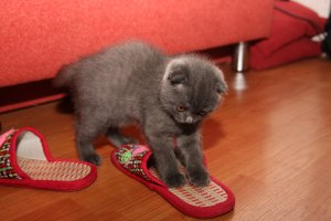 А один-на-один не слабо?