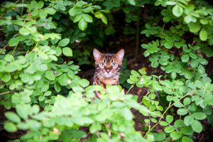 Персональные фотографии животных