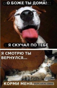 Коты встречают хозяев после службы в армии