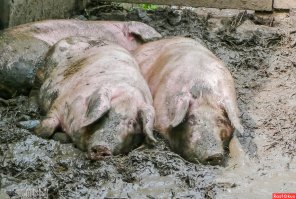 Молодые и старые наслаждаются грязью во время фестиваля Блоко да Лама в Парати, проводящемся в 250 км к югу от города Рио-де-Жанейро.
