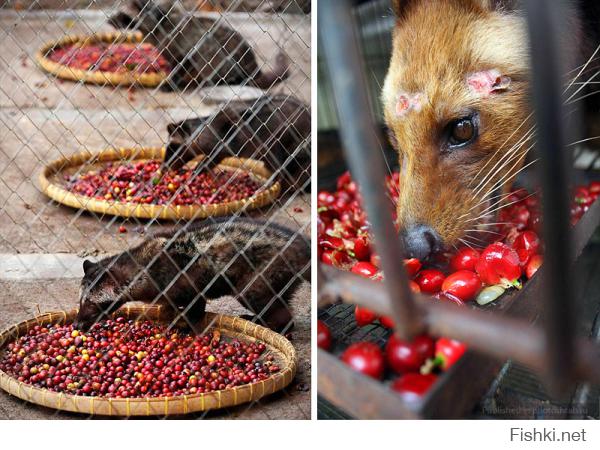 Кофе забыли.
Кофе «Копи Лювак» (Kopi Luwak) получил мировую известность благодаря необычному способу обработки. Слово «копи» на индонезийском диалекте малайского языка означает «кофе», а словом «лювак» называют всеядного зверька мусанга (Paradoxurus hermaphroditus) из семейства виверровых, который обитает в юго-восточной Азии.
Мусанги поедают спелые плоды кофейного дерева (кофейные вишни) и переваривают окружающую кофейные зерна мякоть. Не переваренные зерна кофе выходят с другими не переваренными остатками пищи наружу. Люди собирают экскременты мусанга, промывают и сушат на солнце полученные зерна кофе.
В желудочном соке мусангов содержится цибетин (мускус) – пахнущее вещество, которое придает кофе вкусовые оттенки меда, нуги. Поэтому «Копи Лювак» известен своим характерным сбалансированным вкусом с деликатной горчинкой, отчетливым оттенком сливочного масла, оттенками нуги и меда, а также долгим, устойчивым приятным послевкусием.
Поставка кофе сорта «Kopi Luwak» весьма ограничена: каждый год на рынок попадает всего лишь около 500 кг. В «Heritage Tea Rooms», небольшой кофейне возле австралийского города Таунсвилл, этот сорт кофе рподают за $ 50 австралийских долларов за чашку, что составляет около $ 33 долларов США.

Приятного аппетиту... бля.