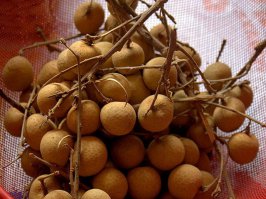 Добавлю фрукт
Нойна или сахарное яблоко. В Таиланде продается осенью. Здоровые фрукты похожие на шишки. Вес 300-400 грамм. По вкусу мне напомнил грушу.
Личи - по виду орех, отколупываешь скорлупу, под ним полупрозрачная мякоть, по вкусу напоминающая виноград, внутри несъедобная косточка. Может субьективно, но мне показалось по вкусу отдает табаком.
Карамбола или старфрукт. 
По размеру как огурец, вес грам 250 - 300. Необычная форма (хотя патисон на мой взгляд куда необычнее). На вкус - кисло-сладкий, на мой взгляд это огурец со вкусом сливы.
Драконий глаз - есть еще белый сорт. С белой кожурой, кроме цвета ничем не отличается.
Мангостин, в комментах уже упомянули его, интересный фрукт, снаружи жесткая пробковая толстенная кожура, которая впрочем довольно легко отдирается, а внутри по виду натуральный чеснок. Очень вкусный, напоминает смесь всех цитрусовых разом, но вкус гораздо нежнее. В Таиланде из него делают вино - вино тоже неплохое.