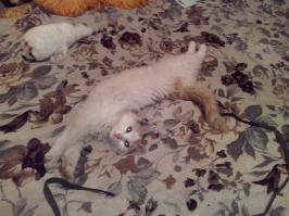 от ишо рыжая жопа, тока притаранили и помыли))