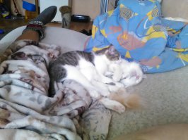 тож 2 жопы с улицвы))