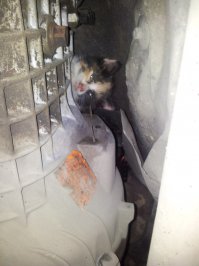 у меня на коробку котенок залез вот так