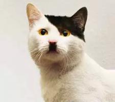 Удивленный взгляд котов ))))